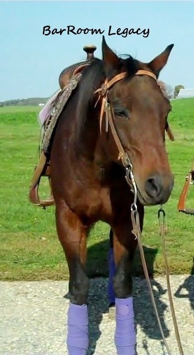 Bay American Quarter Horse western tack