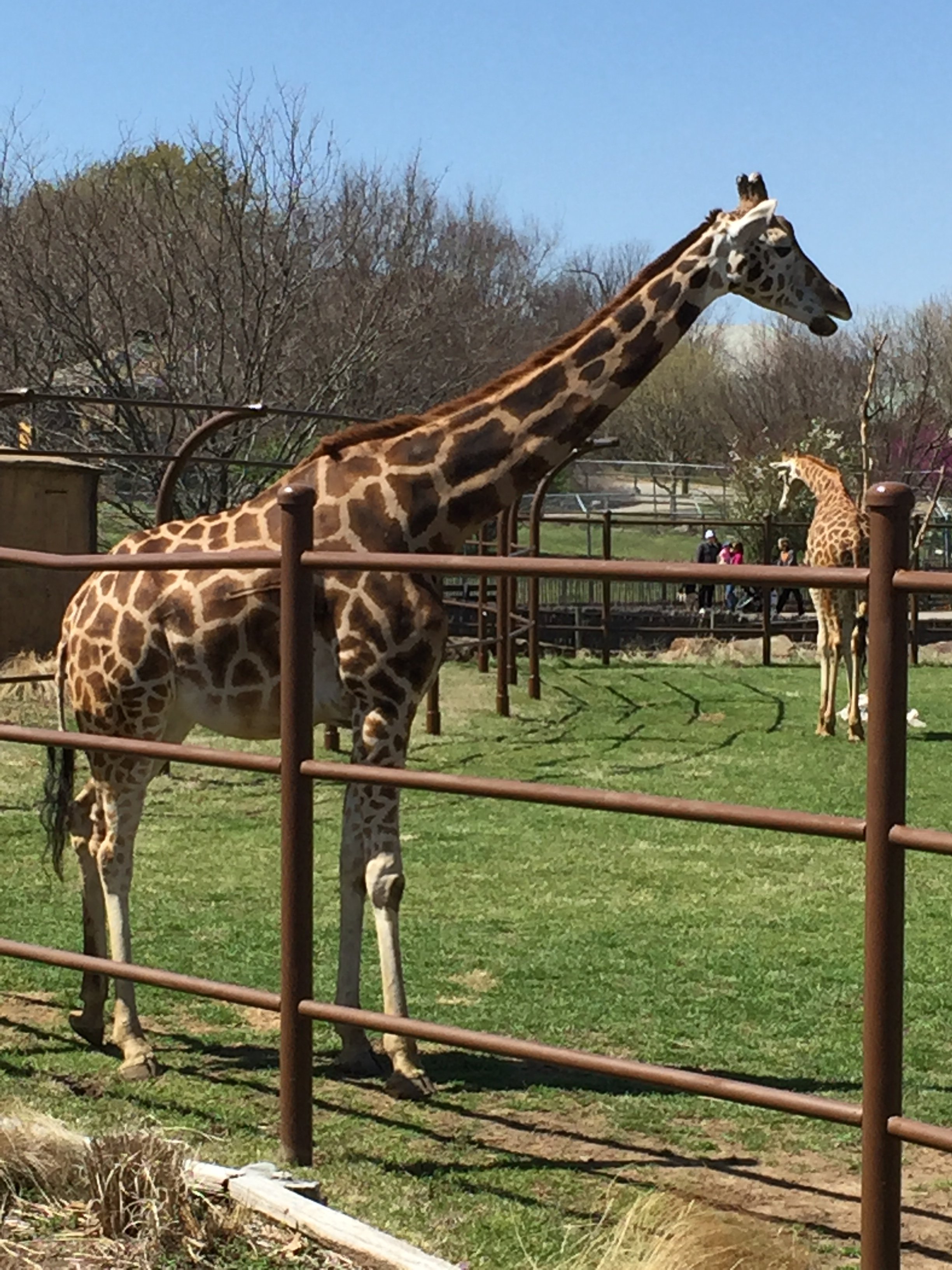 Giraffe at Tulsa Zoo