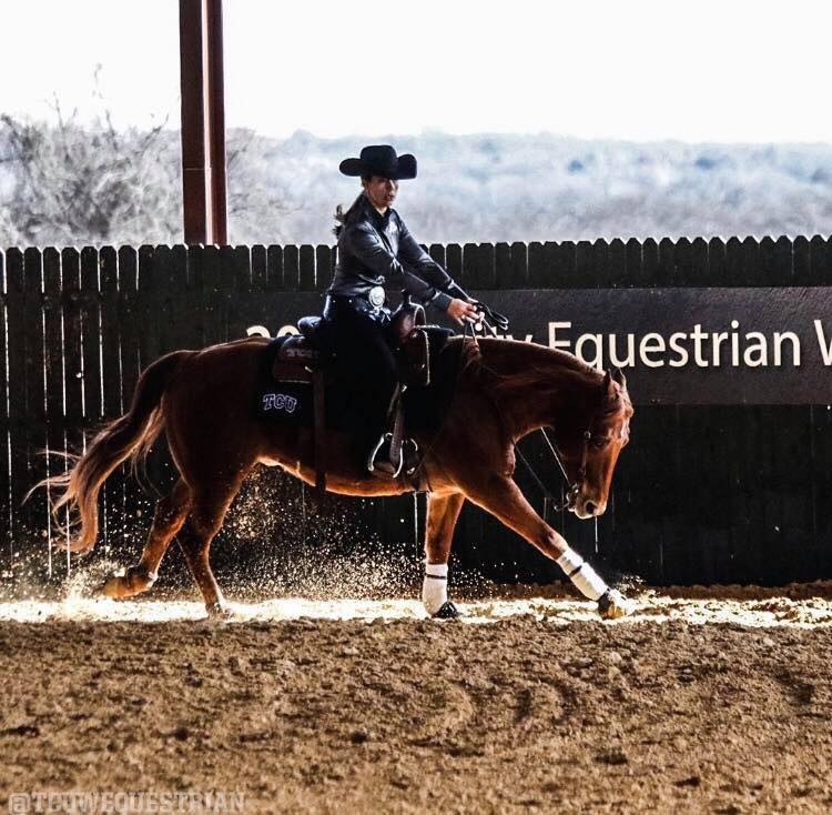 American Quarter Horse and rider