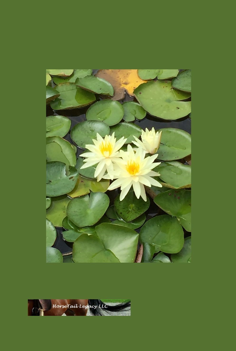 Journal of Moments yellow water lilies