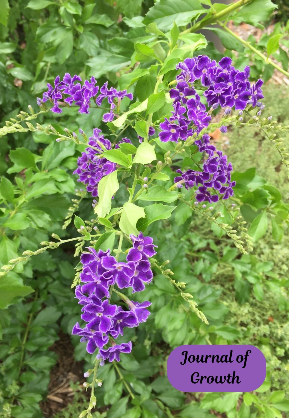 Journal of Growth notebook cover